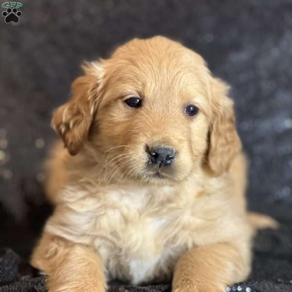Thor, Golden Retriever Puppy